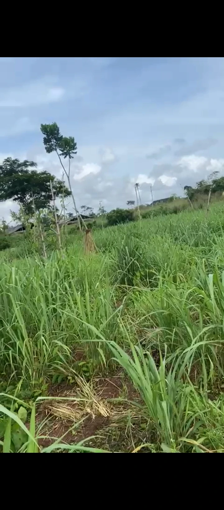 Land for Sale in Ayen community egba, Edo - Image 2