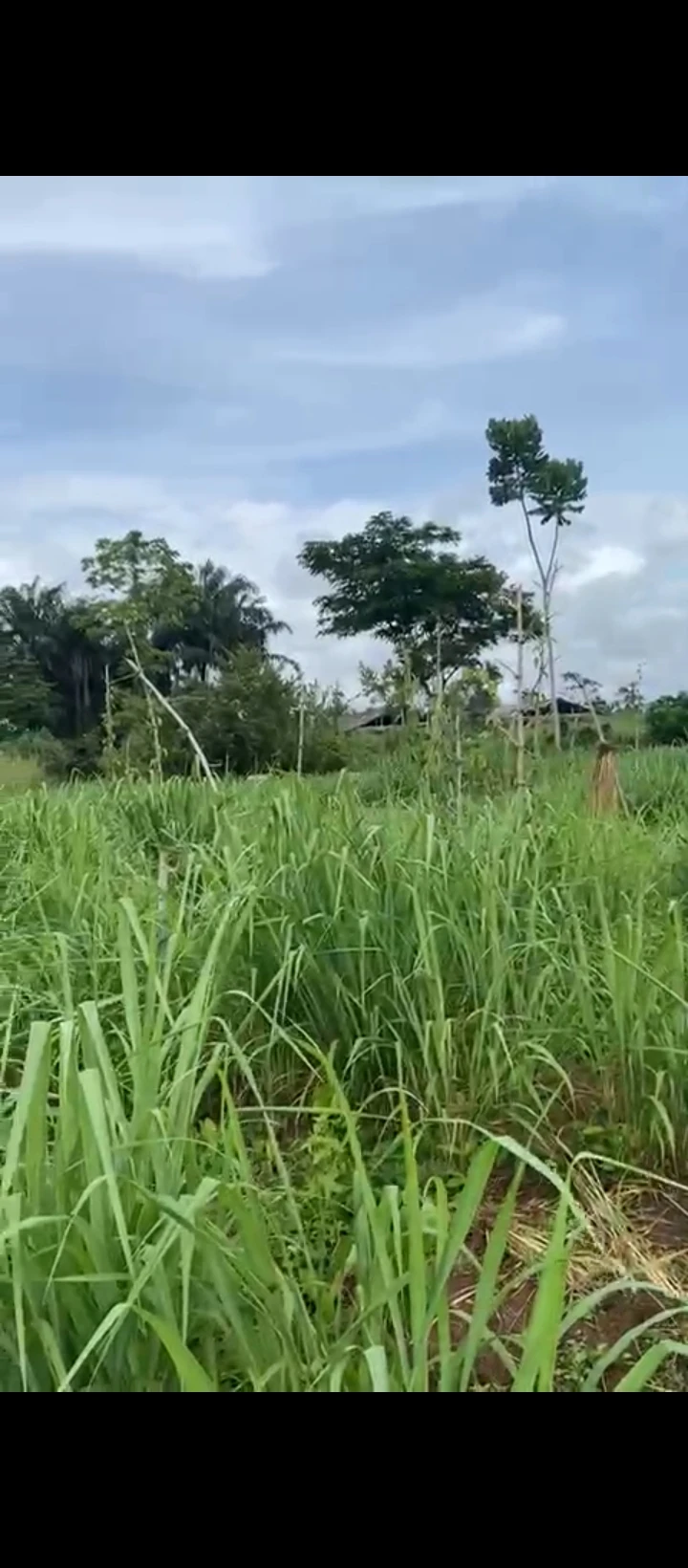 Land for Sale in Ayen community egba, Edo - Image 3