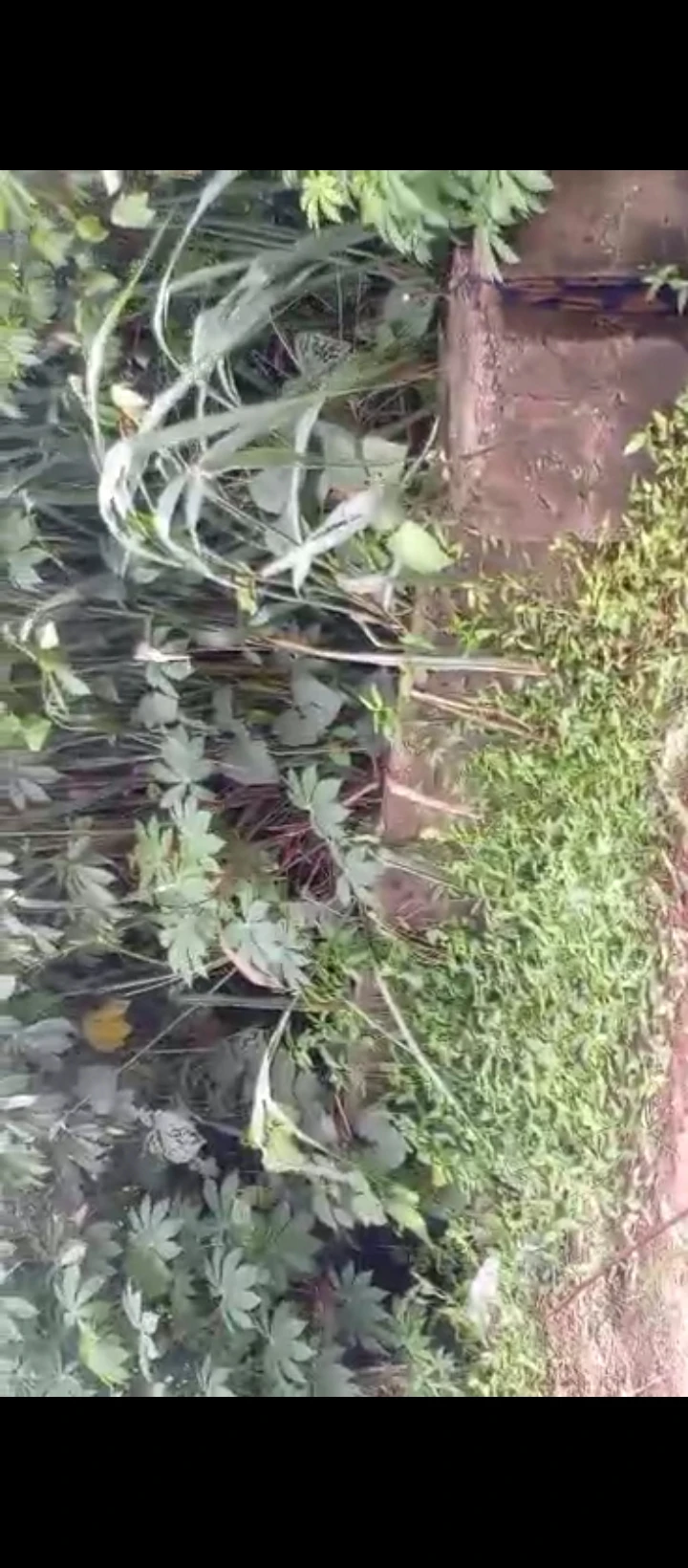 Land for Sale in Amagba, Edo - Image 2