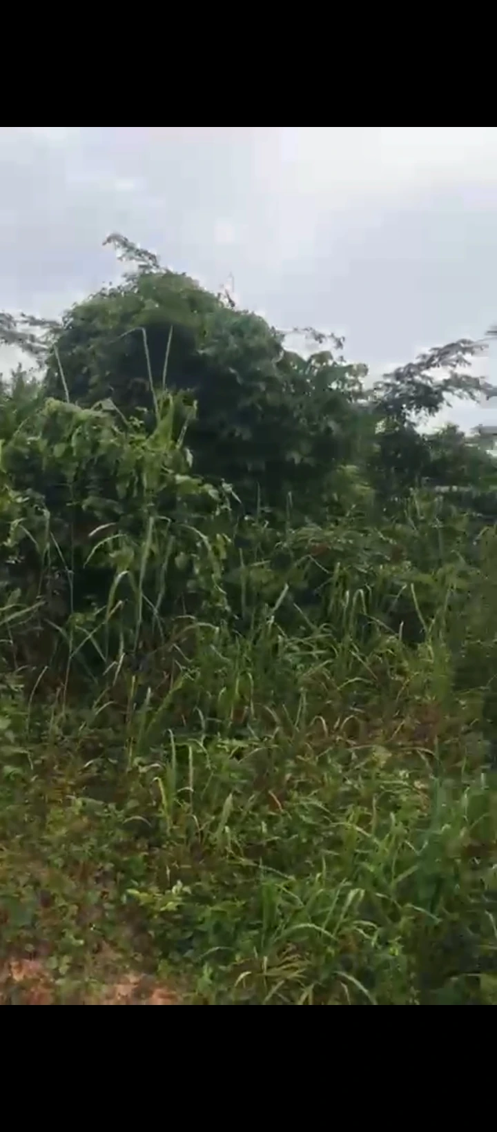 Land for Sale in Egbirhe, Edo - Image 2