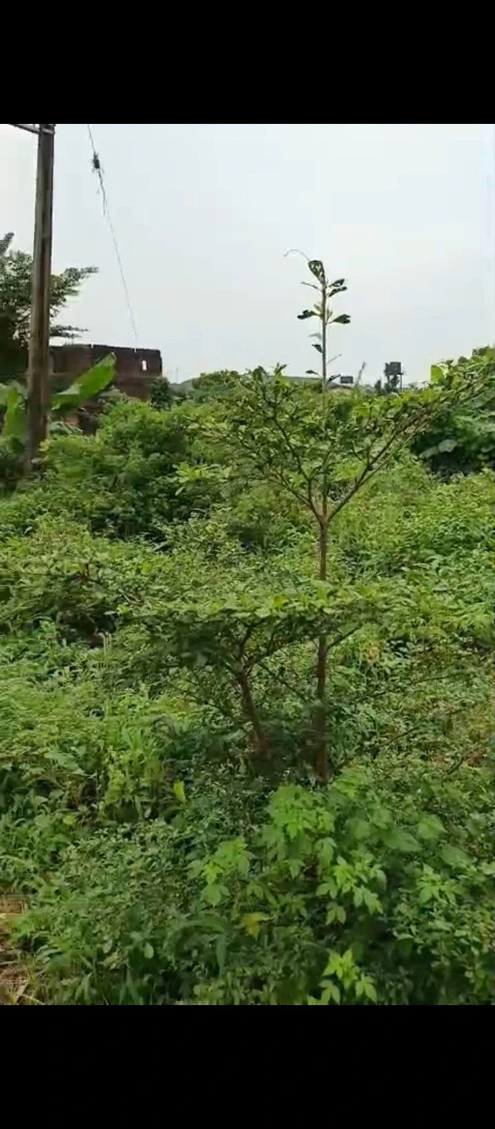Land for Sale in Country home, Edo - Image 2
