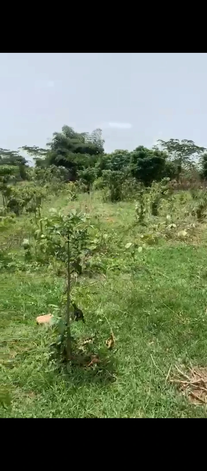 Land for Sale in Benin city, Edo - Image 4