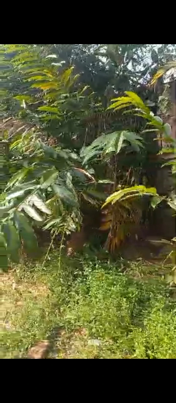 Land for Sale in Ekehuan road, Edo - Image 3
