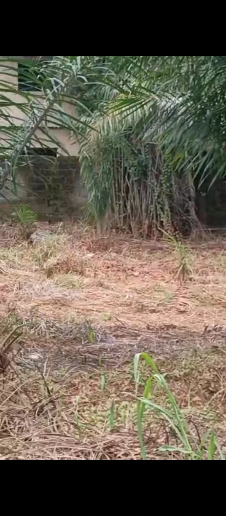 Land for Sale in Country home, Edo - Image 6