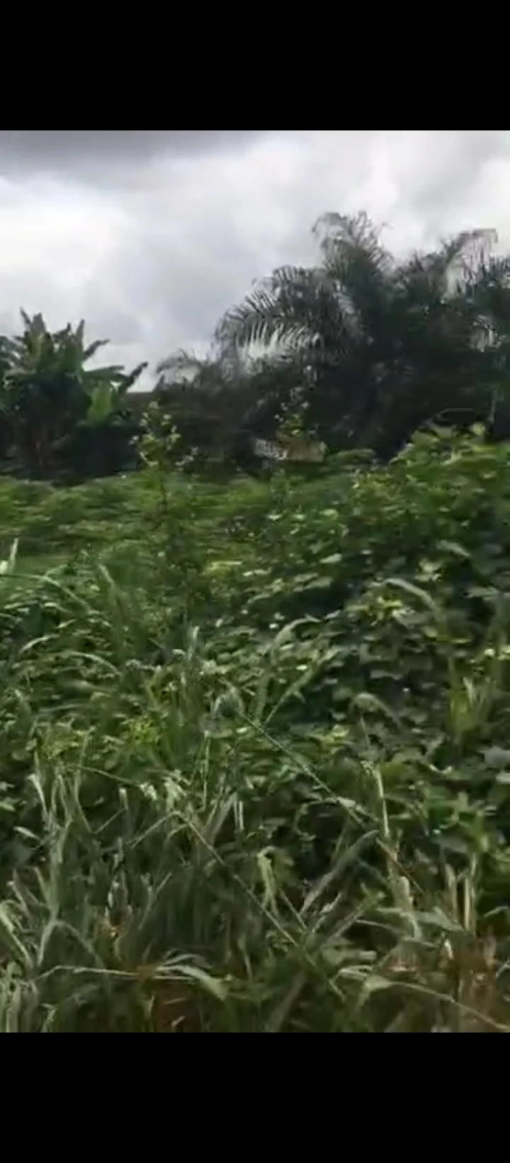 Land for Sale in Oluku, Edo - Image 3