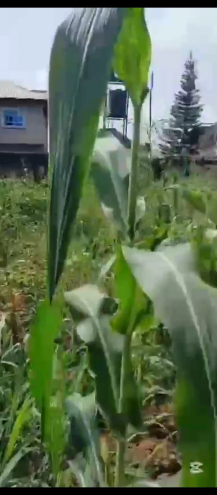 Land for Sale in Ugbor MTN mask, Edo - Image 1