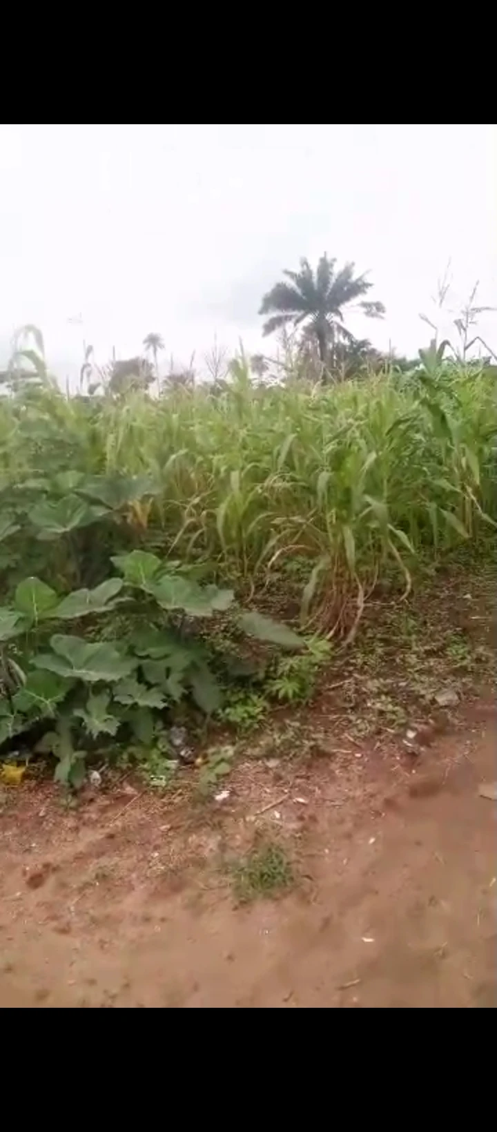 Land for Sale in Ukezi community ekehuan road, Edo - Image 5
