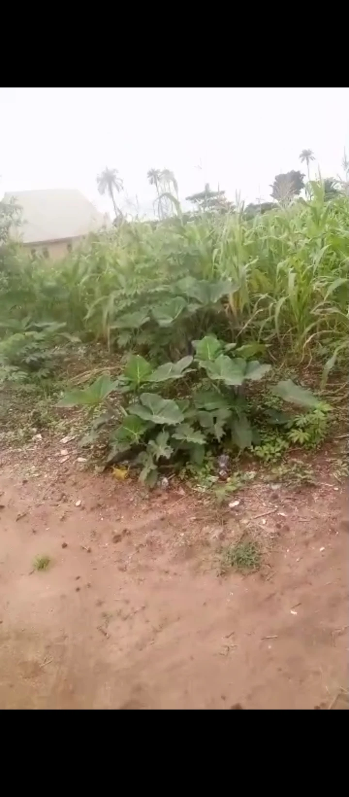 Land for Sale in Ukezi community ekehuan road, Edo - Image 3