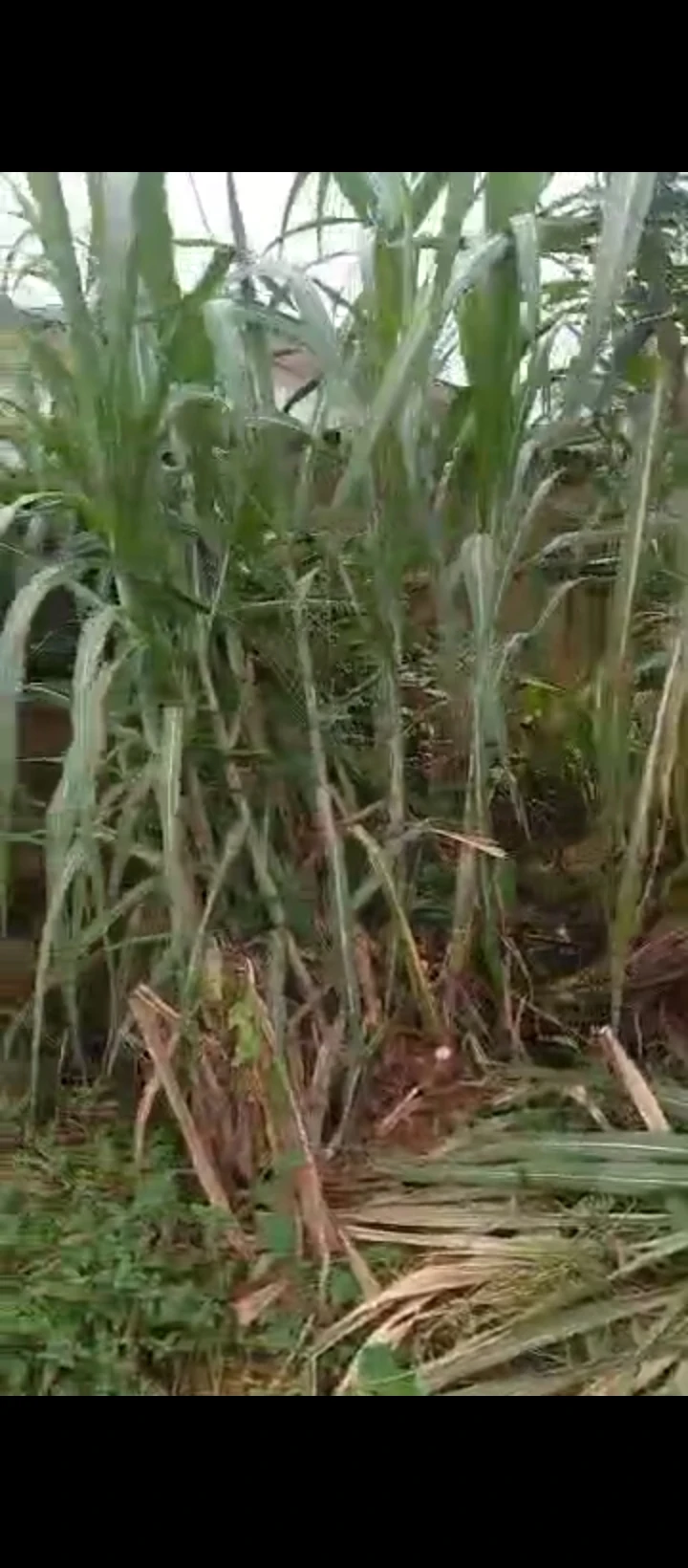 Land for Sale in Ekehuan road, Edo - Image 3