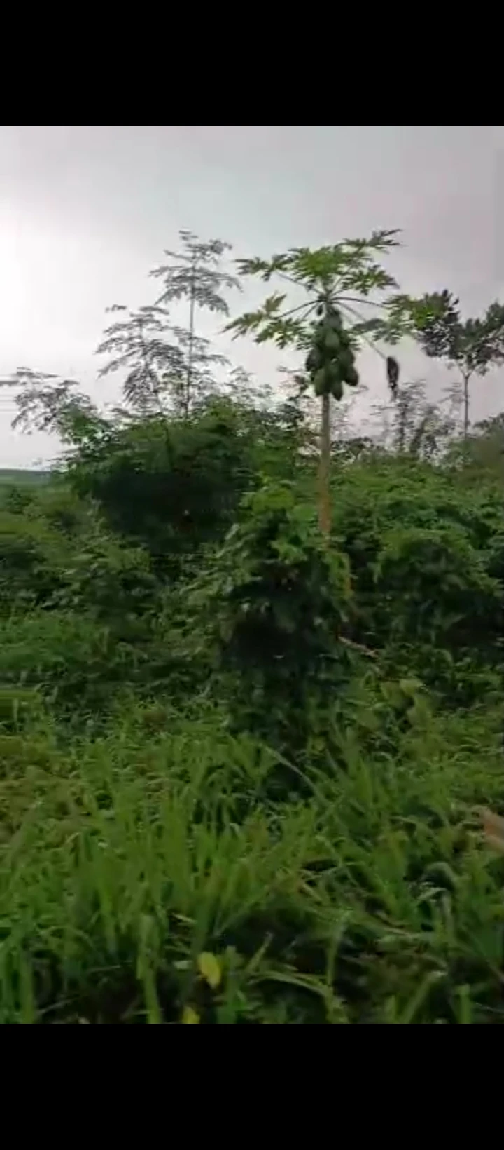 Land for Sale in Ebo airport road, Edo - Image 5