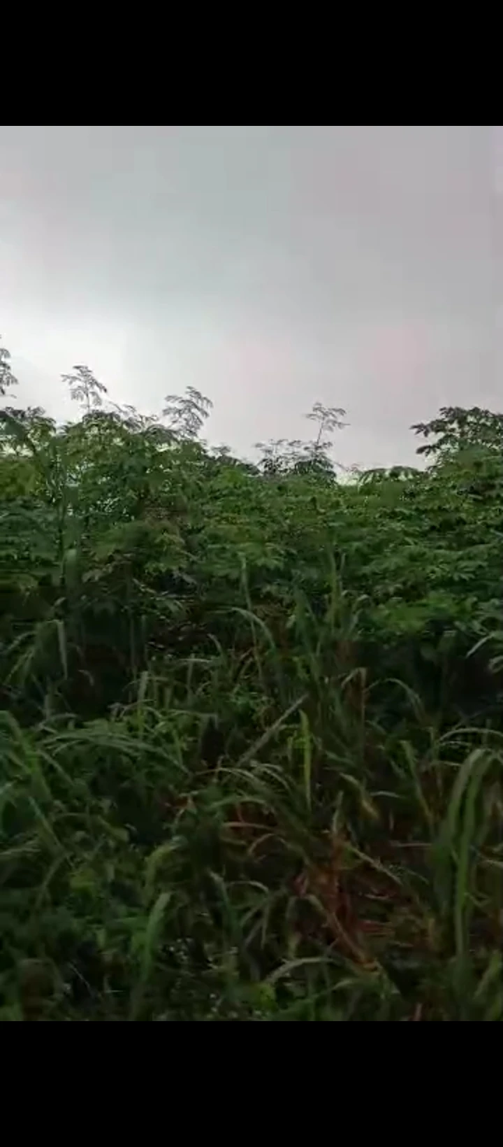 Land for Sale in Ebo airport road, Edo - Image 1