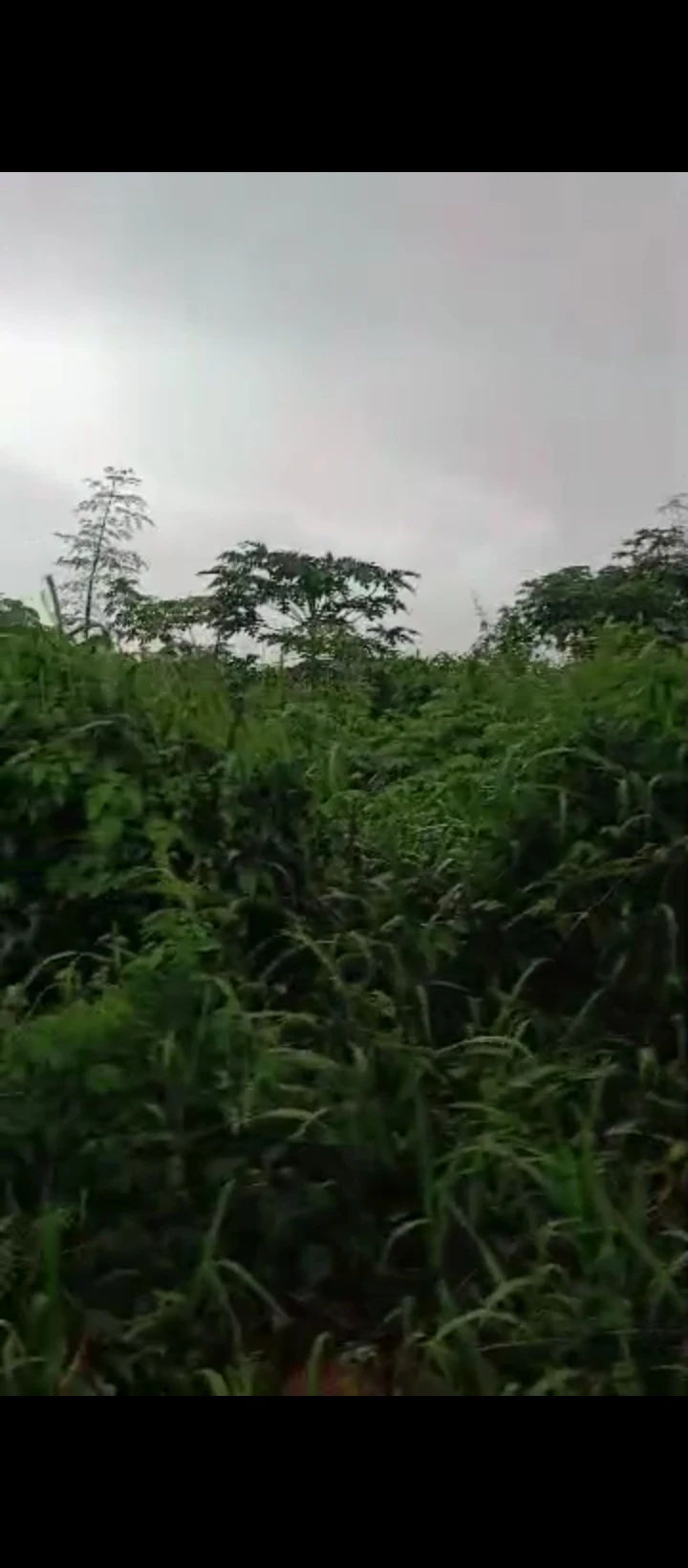 Land for Sale in Ebo airport road, Edo - Image 3