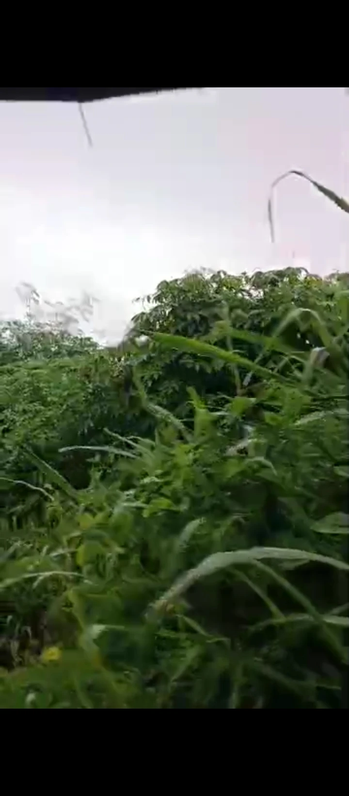 Land for Sale in Ebo airport road, Edo - Image 2