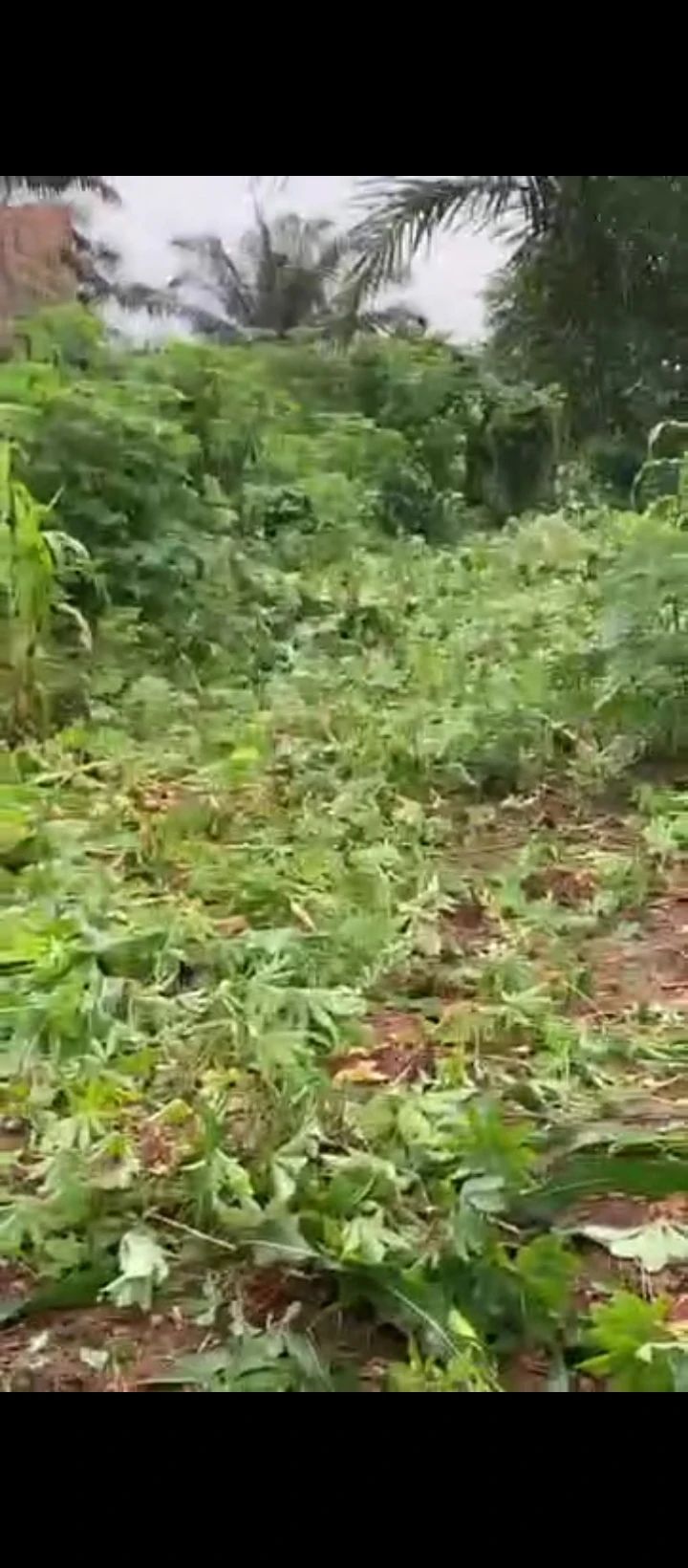 Land for Sale in Obagie, Edo - Image 6
