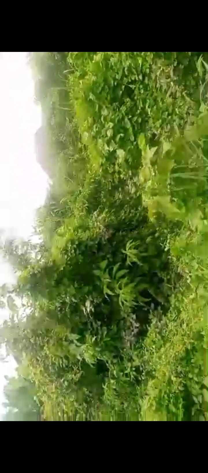 Land for Sale in Oluku, Edo - Image 3