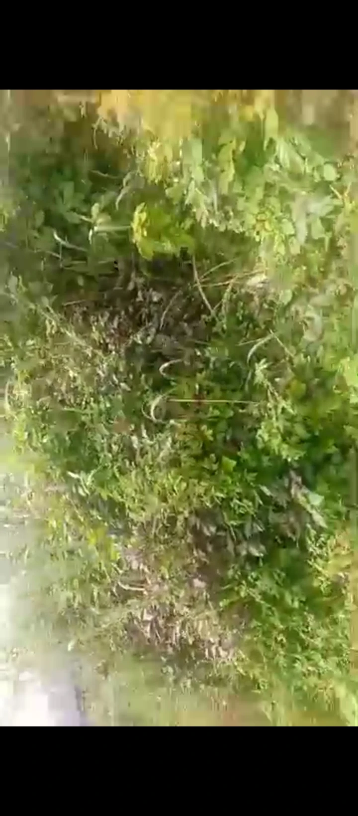 Land for Sale in Oluku, Edo - Image 1