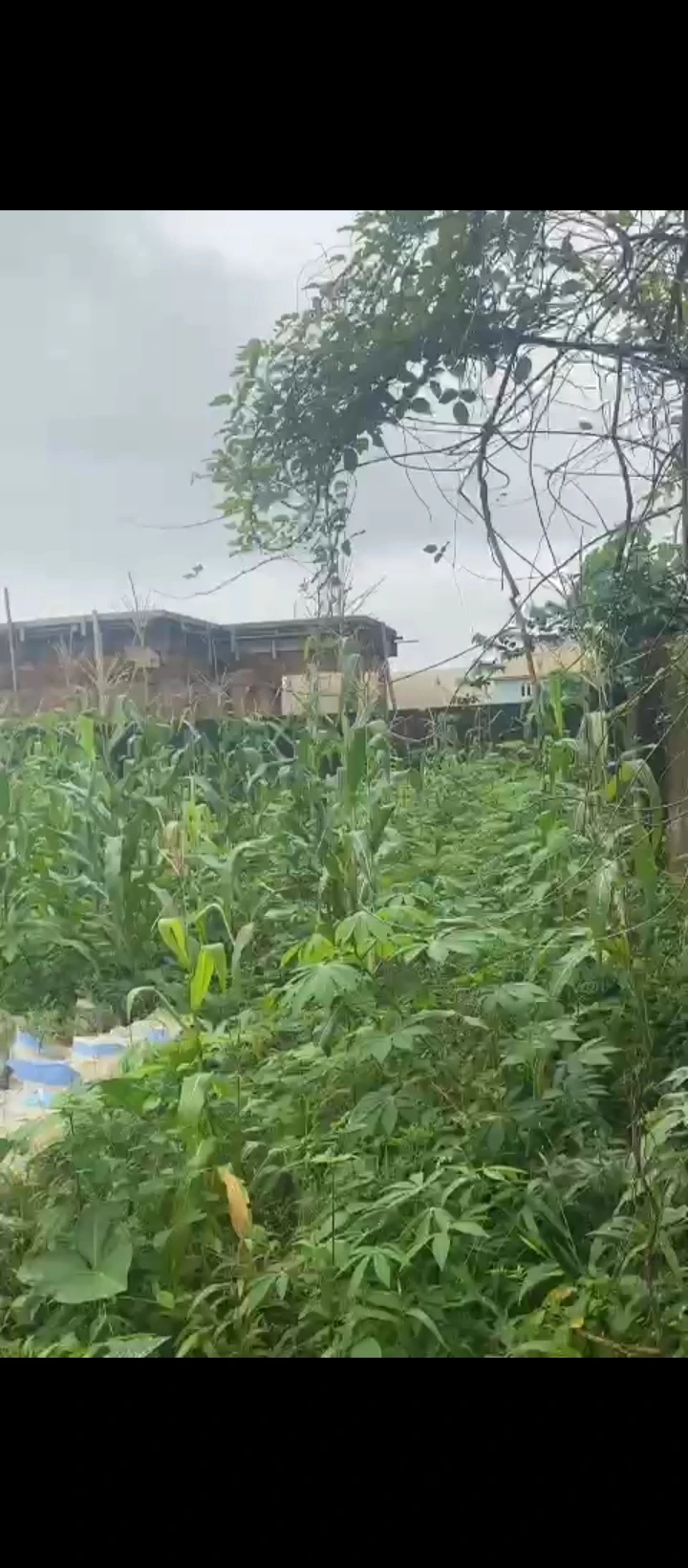 Land for Sale in Amagba, Edo - Image 1
