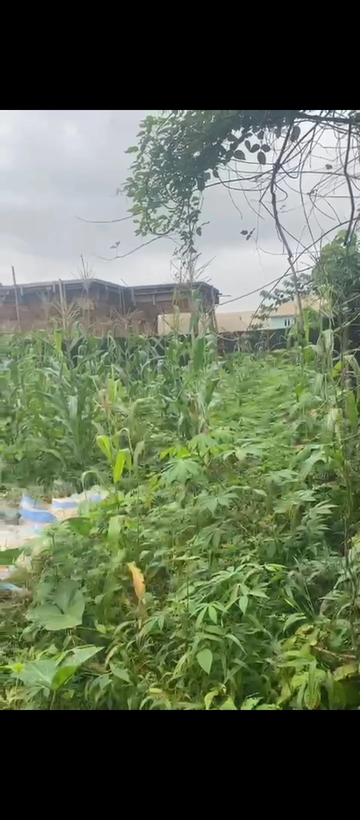 Land for Sale in Amagba, Edo - Image 3