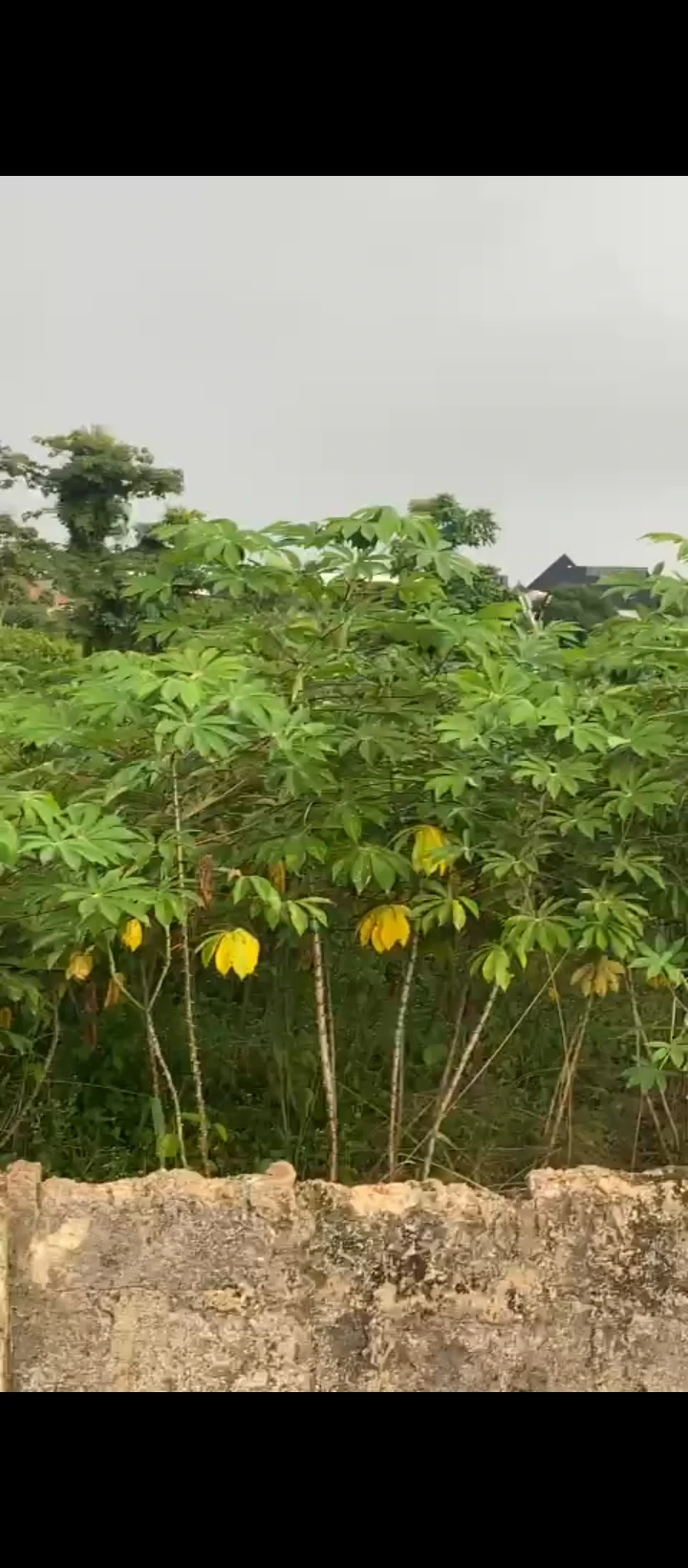 Land for Sale in Amagba, Edo - Image 5