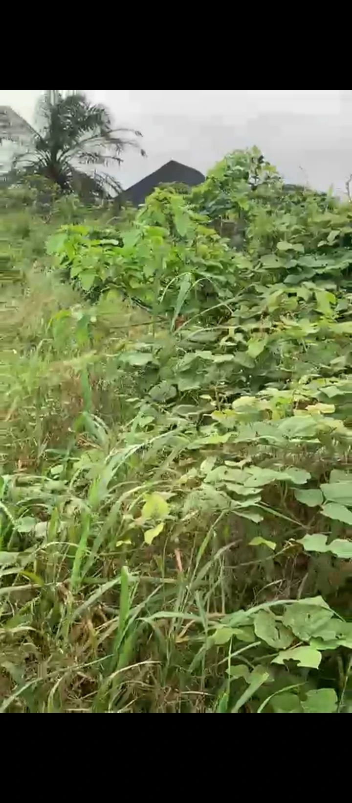 Land for Sale in Uhie community, Edo - Image 6