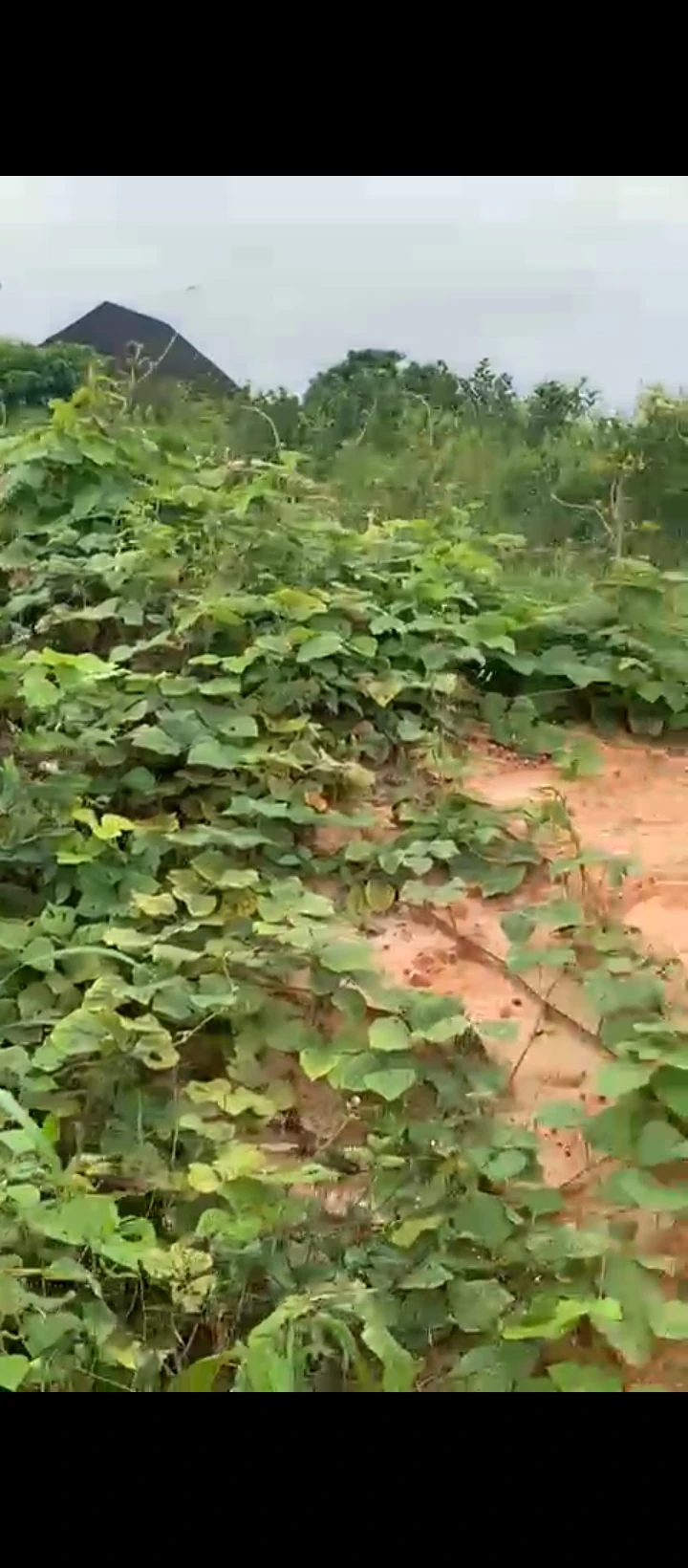 Land for Sale in Uhie community, Edo - Image 5