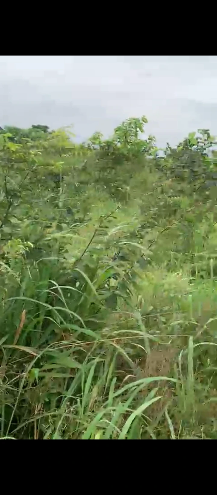 Land for Sale in Uhie community, Edo - Image 1