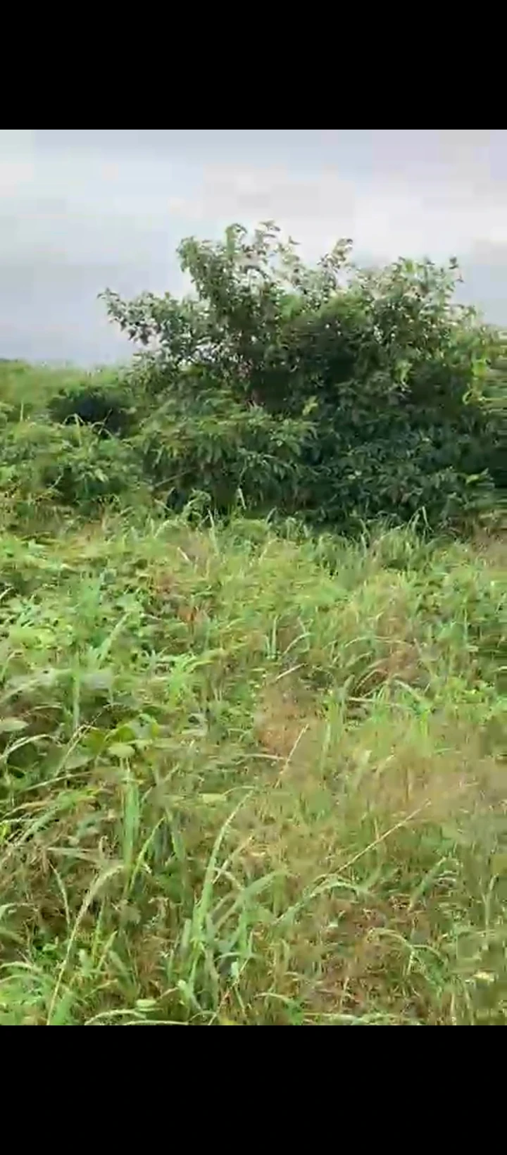 Land for Sale in Uhie community, Edo - Image 4