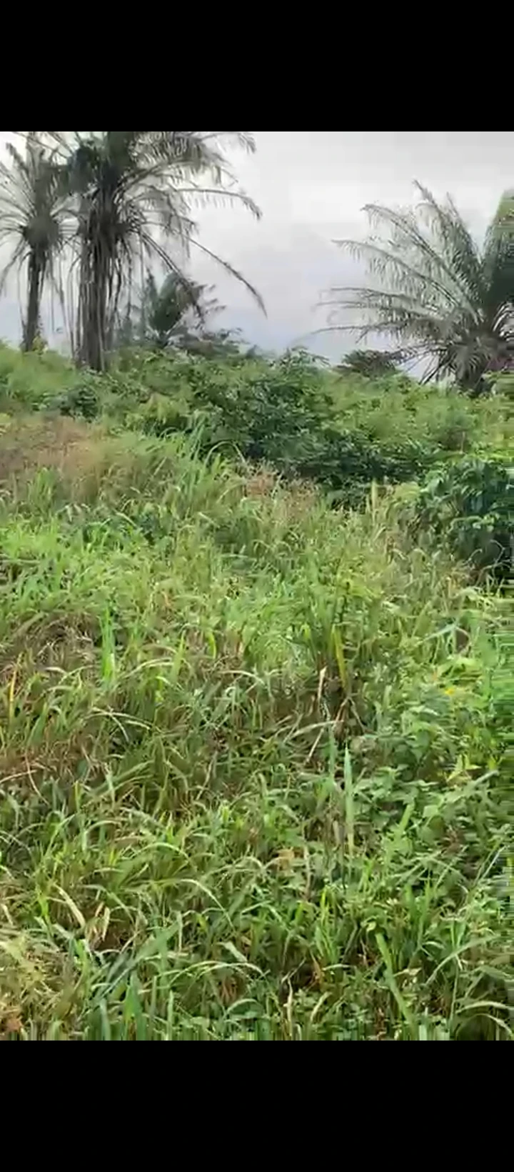 Land for Sale in Uhie community, Edo - Image 2