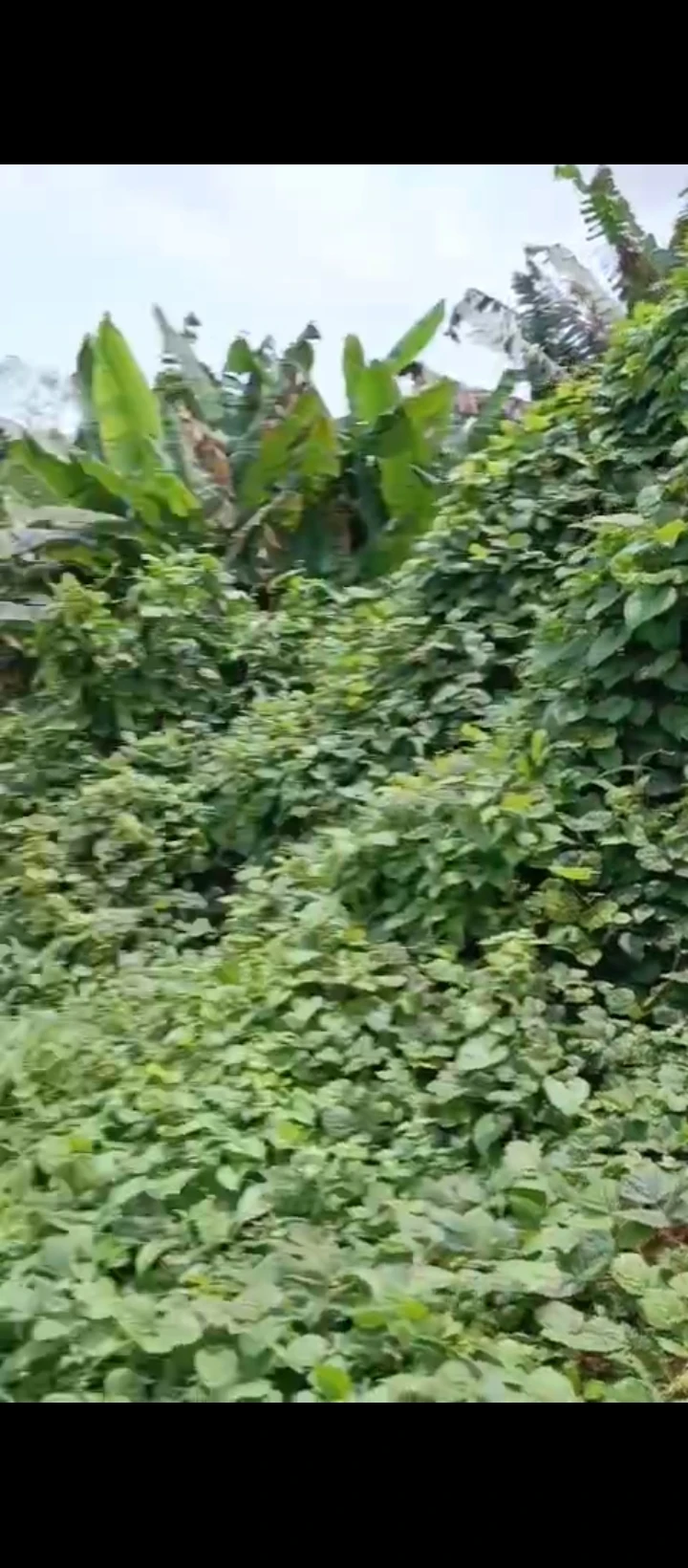 Land for Sale in Airport road, Edo - Image 2