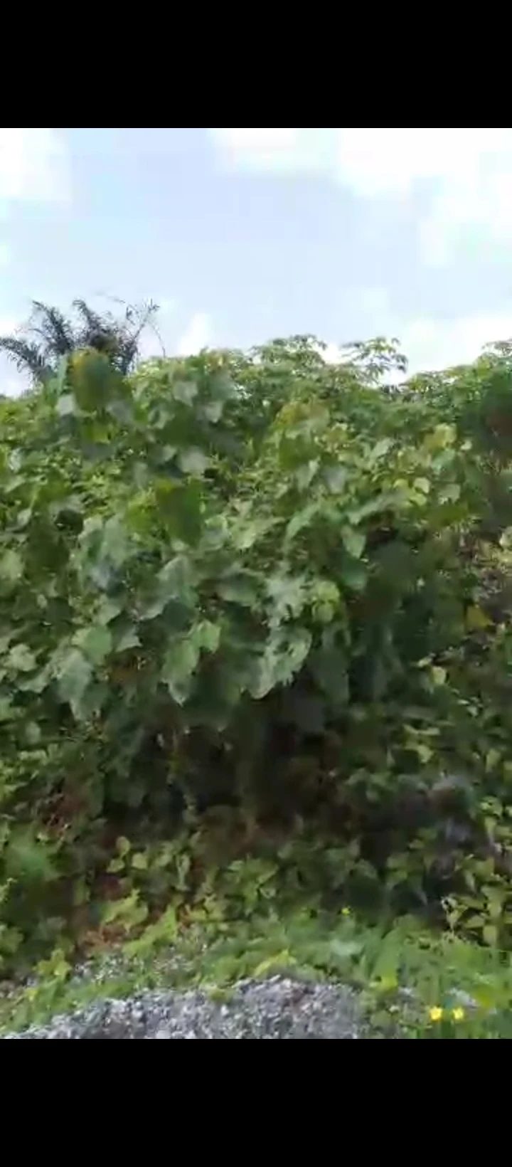 Land for Sale in Upper mission extension, Edo - Image 3