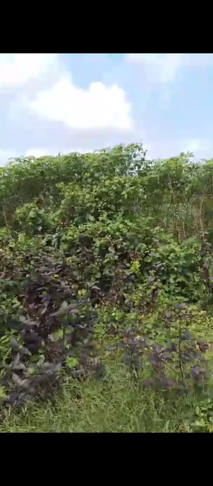 Land for Sale in Upper mission extension, Edo - Image 2