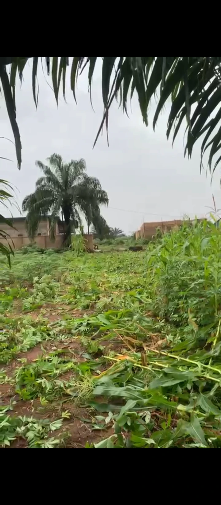 Land for Sale in Ogheghe, Edo - Image 1