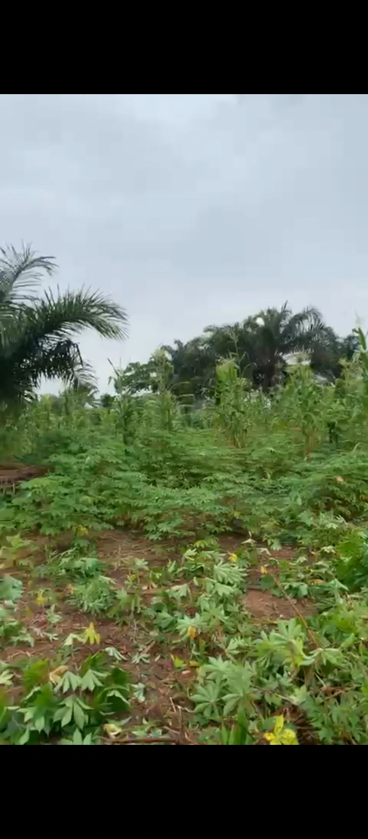 Land for Sale in Ogheghe, Edo - Image 3