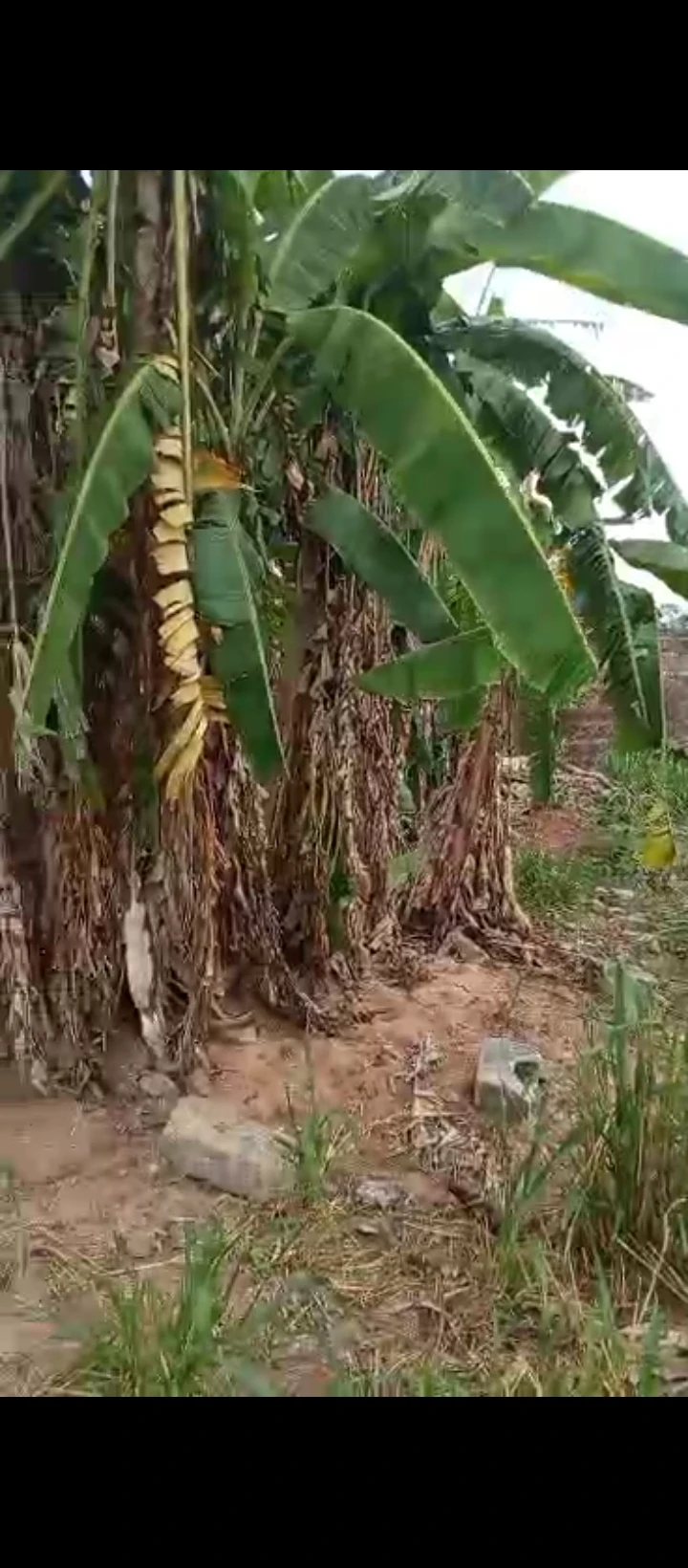 Land for Sale in Evkhuku sapele road, Edo - Image 4