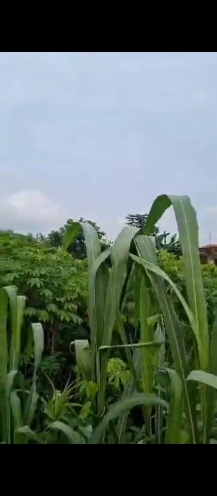 Land for Sale in Isihor, Edo - Image 3
