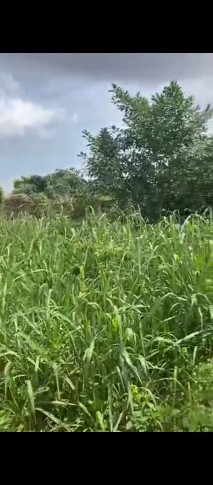 Land for Sale in Ugbor central, Edo - Image 3