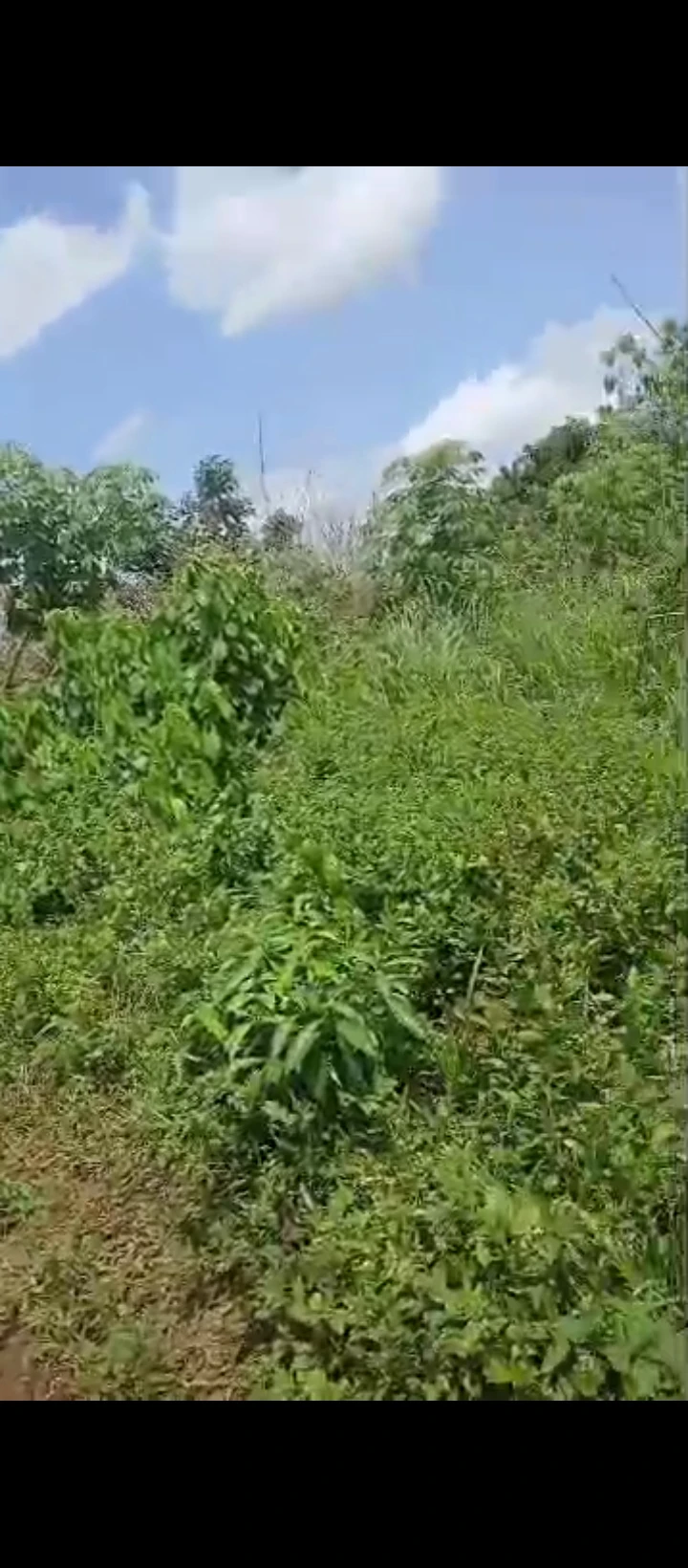 Land for Sale in Ohlolo community, Edo cover picture