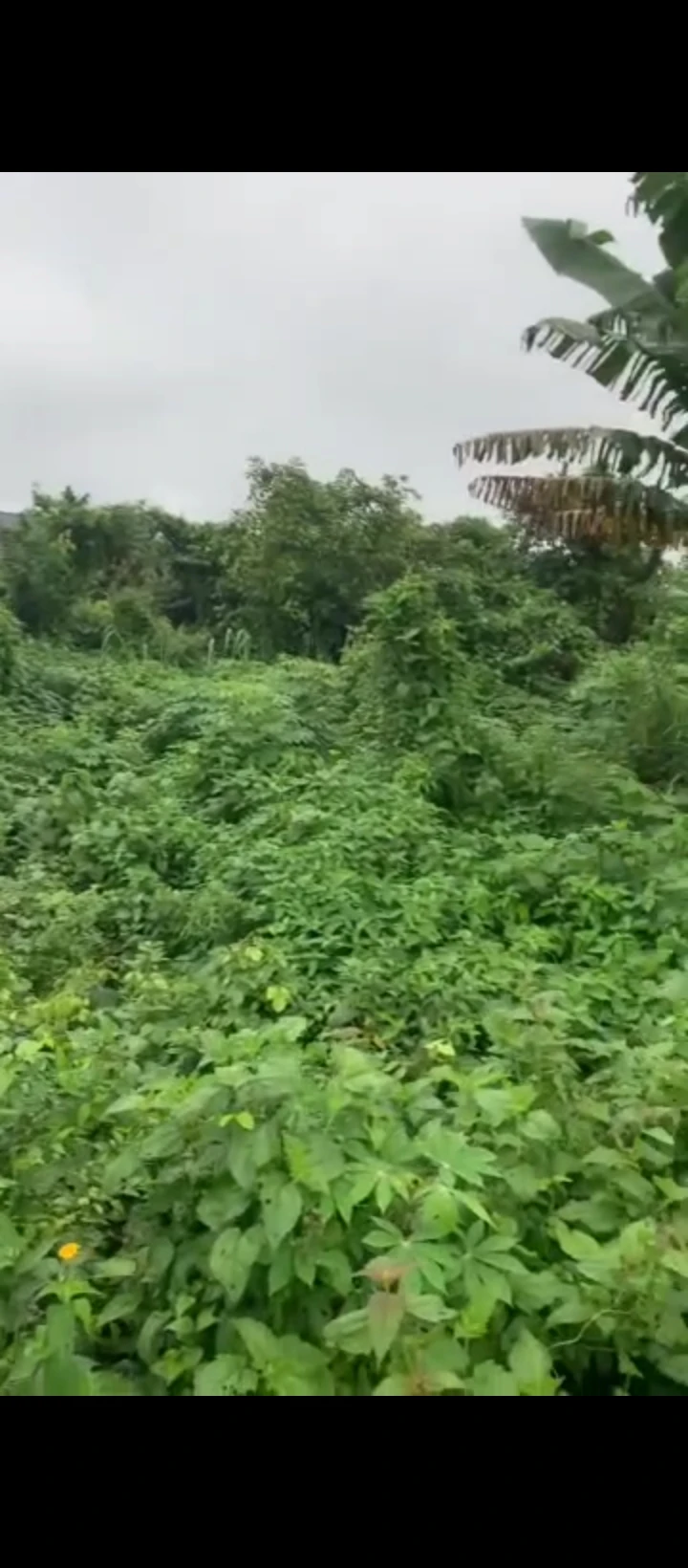 Land for Sale in Ekehuan road, Edo cover picture