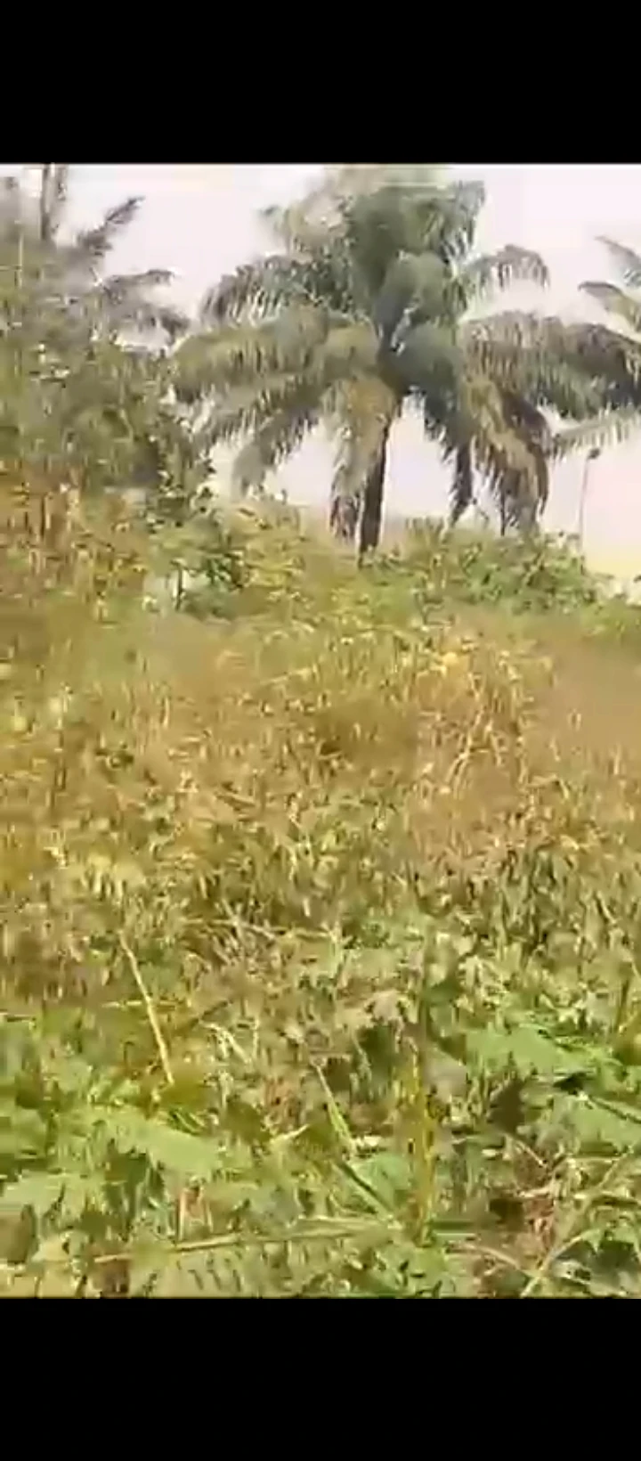 Land for Sale in Iguosa Benin Lagos road, Edo cover picture