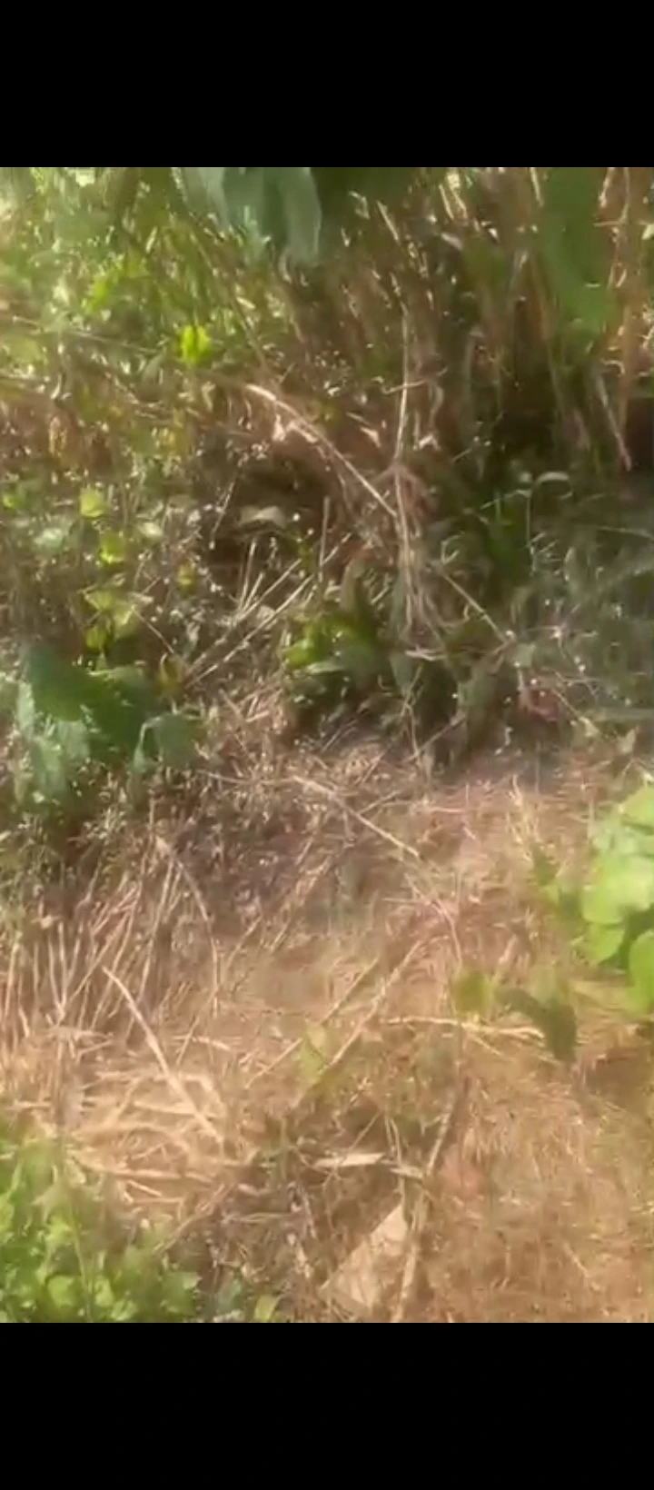 Land for Sale in Ogheoghe sapele road, Edo cover picture