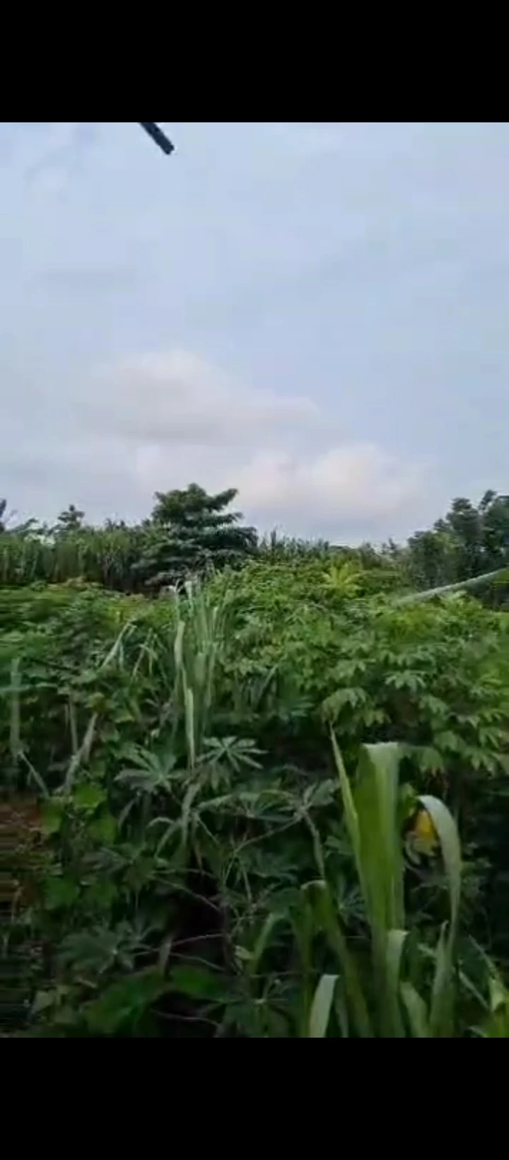 Land for Sale in Isihor, Edo cover picture