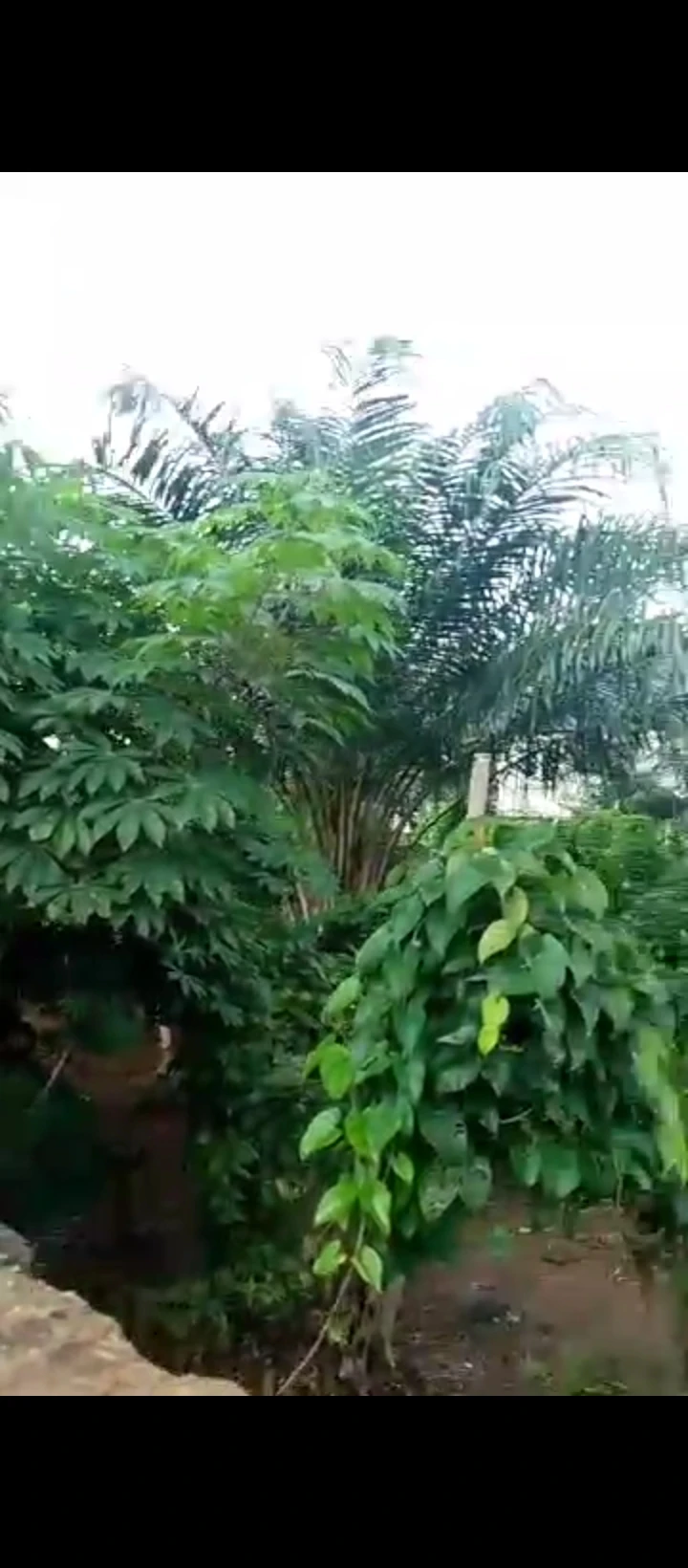 Land for Sale in Guobadia, Edo cover picture
