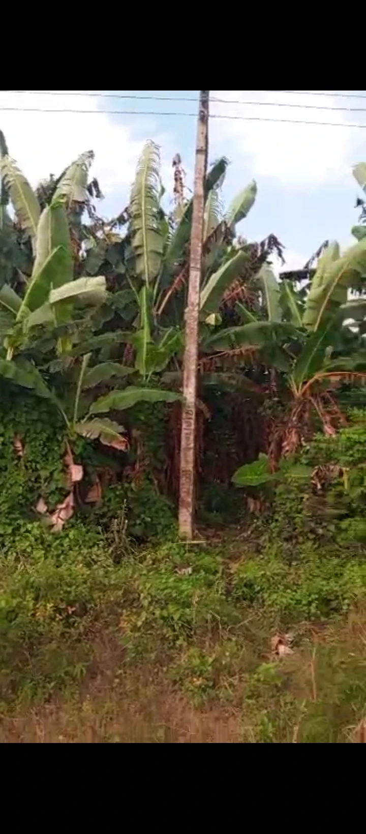 Land for Sale in Siluko road, Edo cover picture