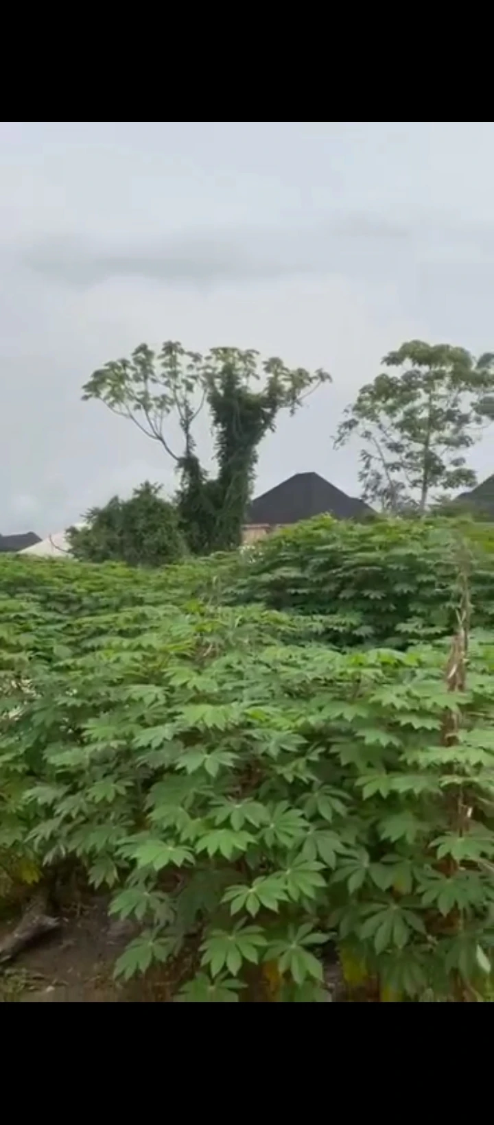 Land for Sale in Airport road, Edo cover picture