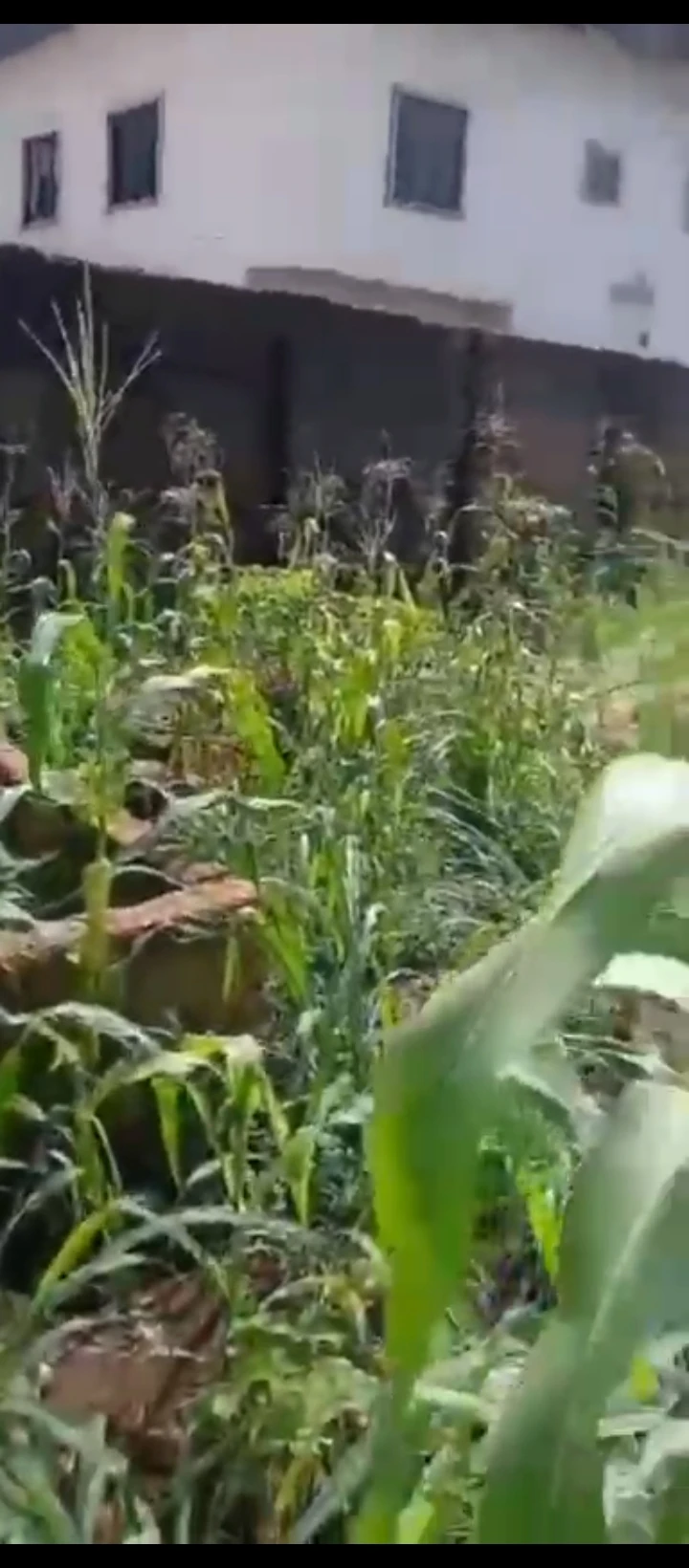 Land for Sale in Ugbor MTN mask, Edo cover picture