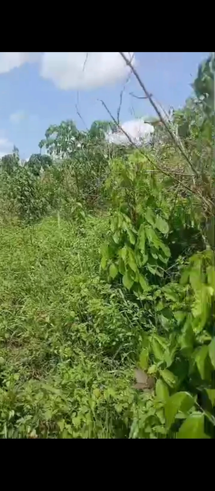 Land for Sale in Oholor Benin city, Edo - Image 1