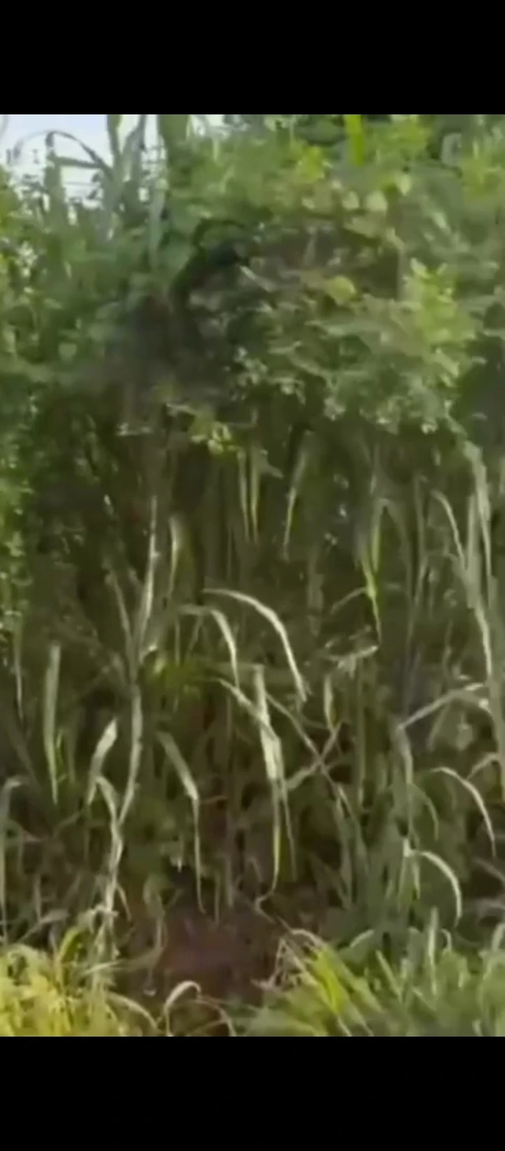 Land for Sale in Arougba, Edo - Image 1