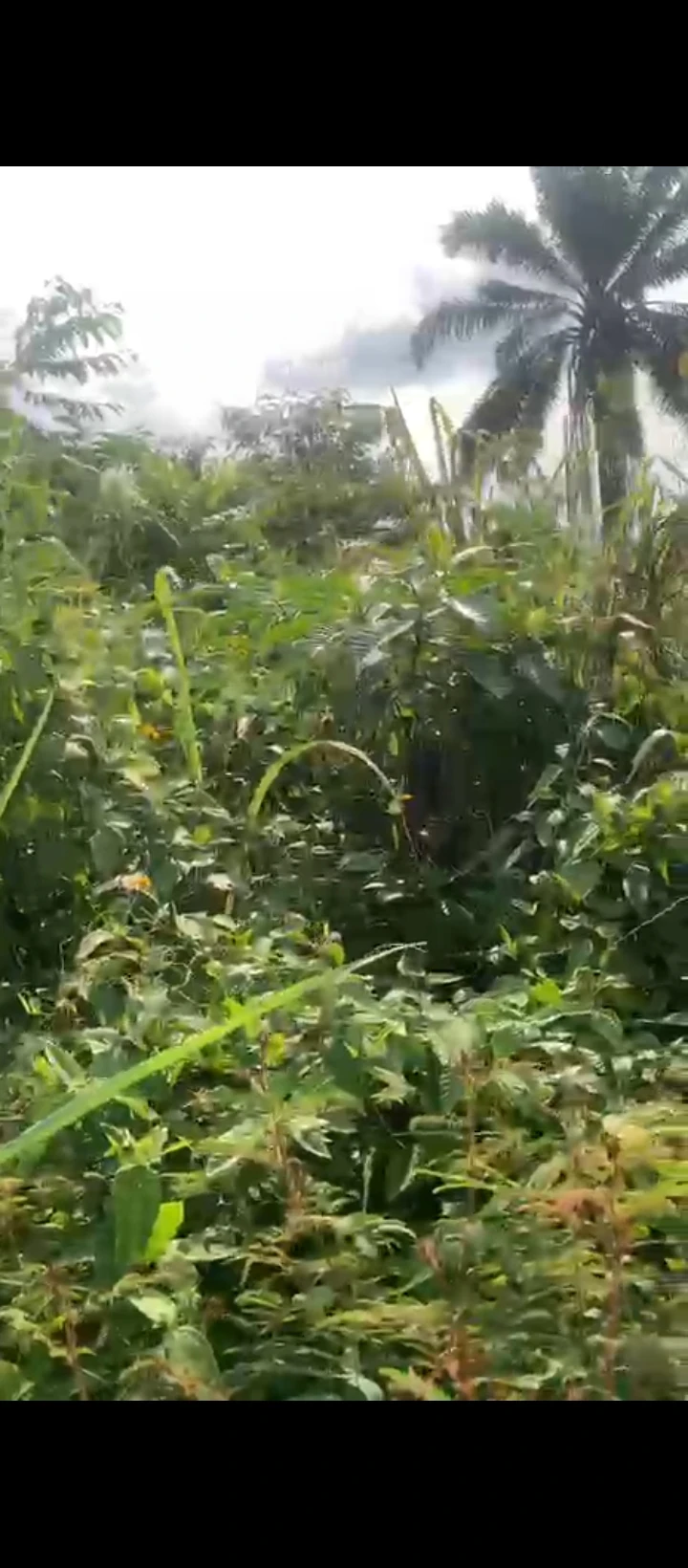 Land for Sale in Okezi Community Upper Ekenwan Road, Edo - Image 1
