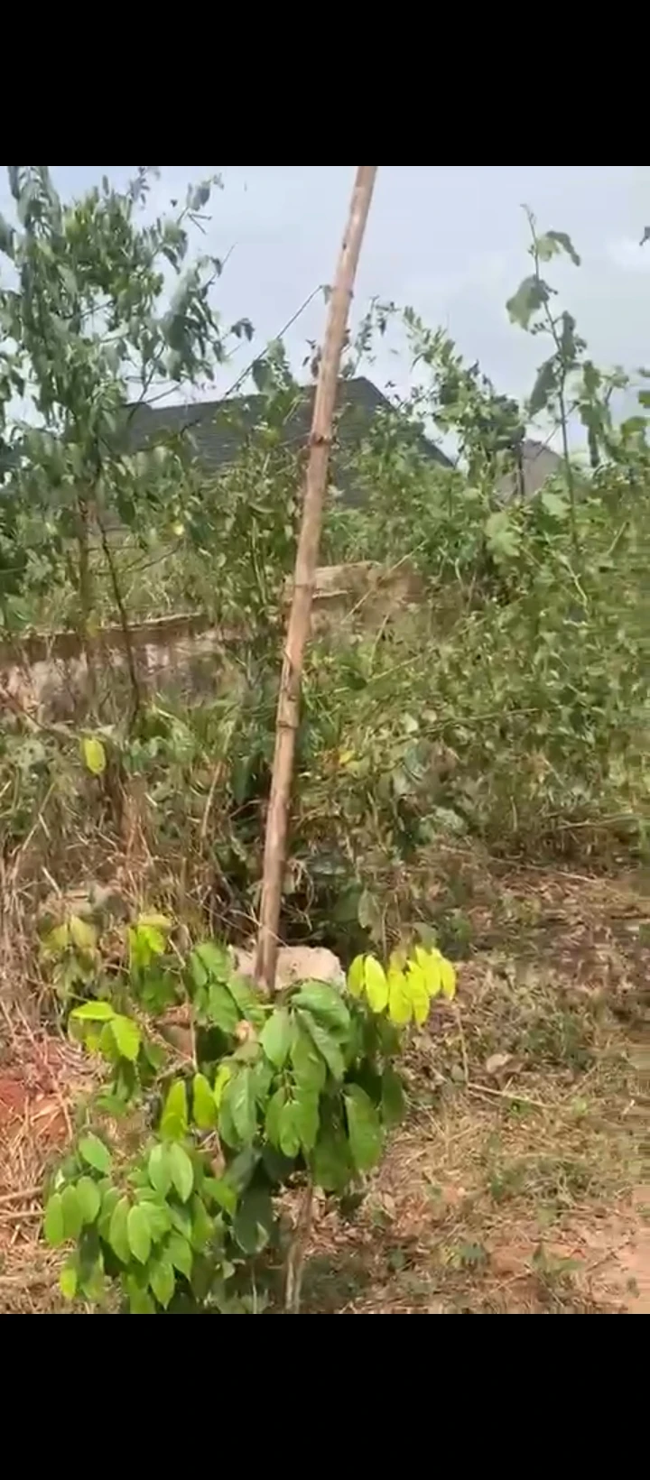 Land for Sale in evbowe community iyekogba/ Uzebu  quarter, Edo - Image 1