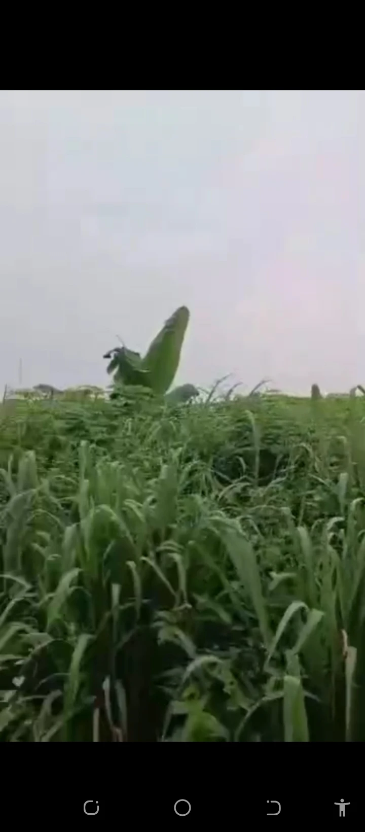 Land for Sale in Off airport road arougba, Edo - Image 2